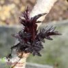 BLACK LACE® ELDERBERRY -NatureScape Shop DETA 1005
