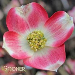 CHEROKEE BRAVE® DOGWOOD 7 CHEROKEE BRAVE® DOGWOOD -NatureScape Shop DETA 1016