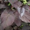 BURGUNDY HEARTS™ REDBUD -NatureScape Shop DETA 1044