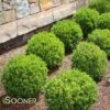 BABY GEM™ BOXWOOD -NatureScape Shop DETA 1053