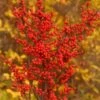 BERRY HEAVY® WINTERBERRY HOLLY -NatureScape Shop DETA 1080