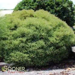 MR. BOWLING BALL ARBORVITAE -NatureScape Shop DETA 1093
