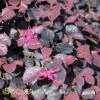 PURPLE PIXIE® LOROPETALUM 2 PURPLE PIXIE® LOROPETALUM -NatureScape Shop DETA 1098