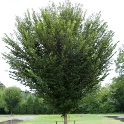 PRINCETON ELM 7 PRINCETON ELM -NatureScape Shop DETA 1128