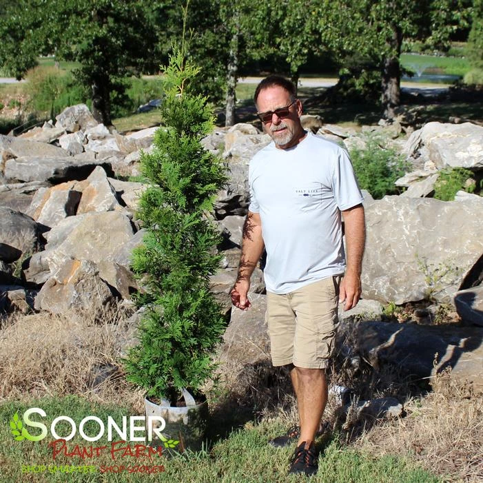 GREEN GIANT ARBORVITAE 4 GREEN GIANT ARBORVITAE - Image 2