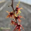 DIANE WITCH HAZEL -NatureScape Shop DETA 1198