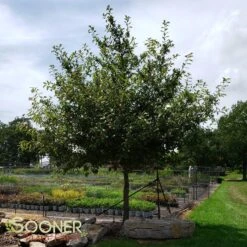 BLACKGUM 9 BLACKGUM -NatureScape Shop DETA 12