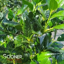 NELLIE R. STEVENS HOLLY 6 NELLIE R. STEVENS HOLLY -NatureScape Shop DETA 1213