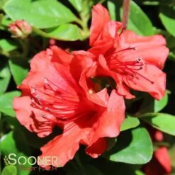HOT SHOT GIRARD AZALEA