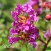 ROYALTY CRAPEMYRTLE 2 ROYALTY CRAPEMYRTLE -NatureScape Shop DETA 1300