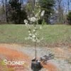 SUGAR TYME® CRABAPPLE 1 SUGAR TYME® CRABAPPLE -NatureScape Shop DETA 1313