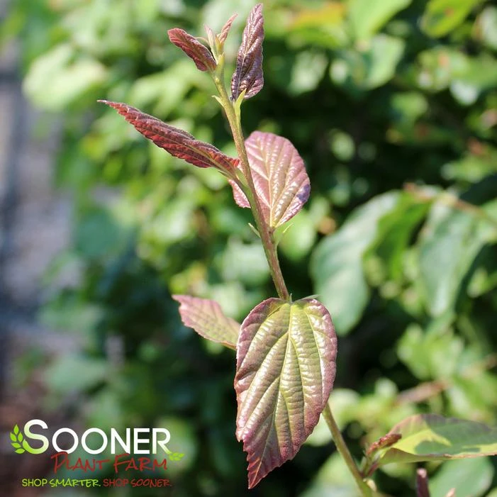 PERSIAN IRONWOOD 3 PERSIAN IRONWOOD