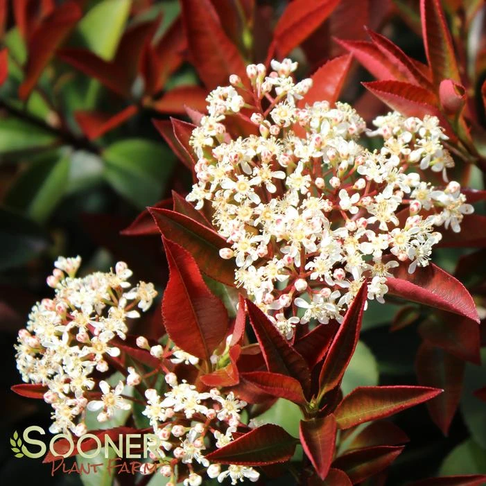 FIREBALL RED™ PHOTINIA 4 FIREBALL RED™ PHOTINIA - Image 2