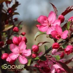 ROYAL RAINDROPS® CRABAPPLE 7 ROYAL RAINDROPS® CRABAPPLE -NatureScape Shop DETA 1351
