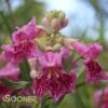 BUBBA DESERT WILLOW 2 BUBBA DESERT WILLOW -NatureScape Shop DETA 1355