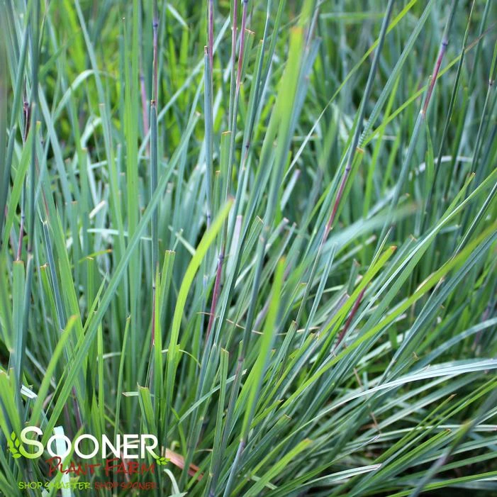 BLUE HEAVEN® LITTLE BLUESTEM 4 BLUE HEAVEN® LITTLE BLUESTEM - Image 2