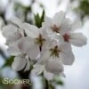 YOSHINO FLOWERING CHERRY -NatureScape Shop DETA 14