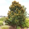 TEDDY BEAR® MAGNOLIA 2 TEDDY BEAR® MAGNOLIA -NatureScape Shop DETA 144