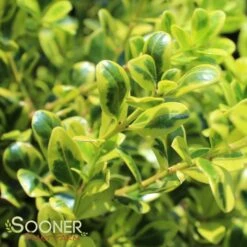 GOLDEN DREAM BOXWOOD -NatureScape Shop DETA 1448