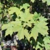 FALL FIESTA™ SUGAR MAPLE -NatureScape Shop DETA 1452