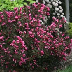 WINE & ROSES® WEIGELA 9 WINE & ROSES® WEIGELA -NatureScape Shop DETA 150