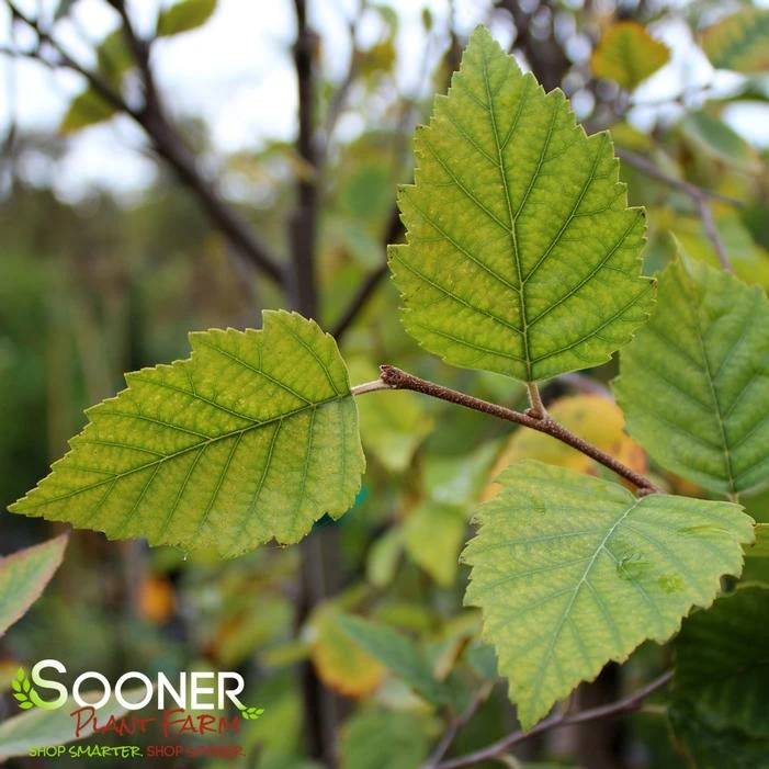 CITY SLICKER RIVER BIRCH 4 CITY SLICKER RIVER BIRCH - Image 2