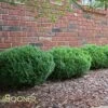GREEN VELVET BOXWOOD -NatureScape Shop DETA 1569