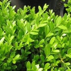 GREEN BORDERS™ BOXWOOD 5 GREEN BORDERS™ BOXWOOD -NatureScape Shop DETA 1570