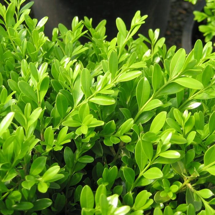GREEN BORDERS™ BOXWOOD 4 GREEN BORDERS™ BOXWOOD - Image 2