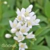 NIKKO SLENDER DEUTZIA -NatureScape Shop DETA 1581