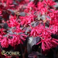EVER RED LOROPETALUM 9 EVER RED LOROPETALUM -NatureScape Shop DETA 1605