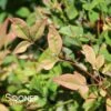 GULF STREAM NANDINA -NatureScape Shop DETA 1607