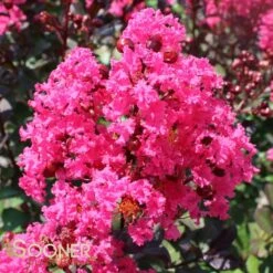 PINK VELOUR® CRAPEMYRTLE -NatureScape Shop DETA 162