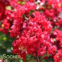 RED ROCKET® CRAPEMYRTLE -NatureScape Shop DETA 164