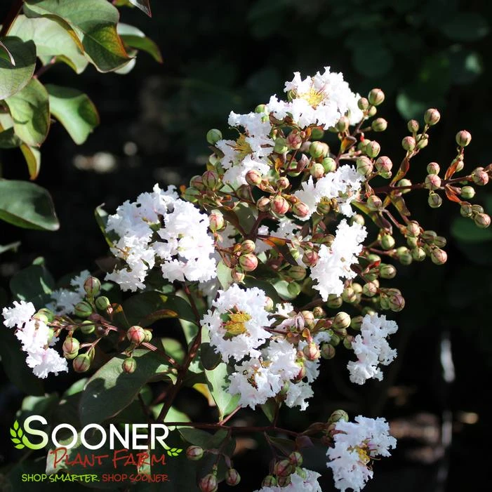 BURGUNDY COTTON® CRAPEMYRTLE 5 BURGUNDY COTTON® CRAPEMYRTLE - Image 3
