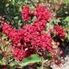 SIREN RED® CRAPEMYRTLE 1 SIREN RED® CRAPEMYRTLE -NatureScape Shop DETA 166