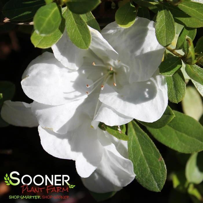 AUTUMN ANGEL® ENCORE® AZALEA 3 AUTUMN ANGEL® ENCORE® AZALEA