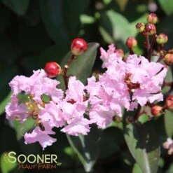 RHAPSODY IN PINK® CRAPEMYRTLE 6 RHAPSODY IN PINK® CRAPEMYRTLE -NatureScape Shop DETA 179