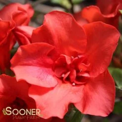 AUTUMN EMBERS® ENCORE® AZALEA