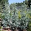 CAROLINA SAPPHIRE BLUE ARIZONA CYPRESS 1 CAROLINA SAPPHIRE BLUE ARIZONA CYPRESS -NatureScape Shop DETA 1981