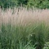 KARL FOERSTER FEATHER REED GRASS -NatureScape Shop DETA 202