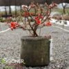 DOUBLE TAKE® ORANGE STORM QUINCE 2 DOUBLE TAKE® ORANGE STORM QUINCE -NatureScape Shop DETA 2020