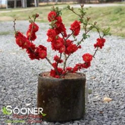 DOUBLE TAKE® SCARLET STORM QUINCE -NatureScape Shop DETA 2022