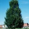 PYRAMIDAL EUROPEAN HORNBEAM -NatureScape Shop DETA 2058