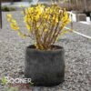 SHOW OFF® FORSYTHIA -NatureScape Shop DETA 2068