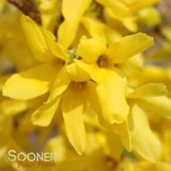 SHOWY BORDER™ FORSYTHIA 9 SHOWY BORDER™ FORSYTHIA -NatureScape Shop DETA 2069