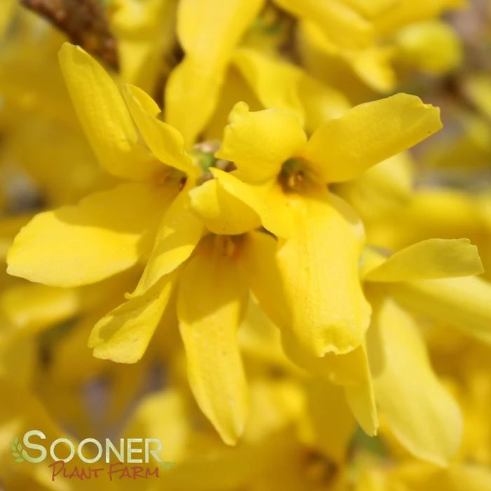 SHOWY BORDER™ FORSYTHIA 6 SHOWY BORDER™ FORSYTHIA - Image 4