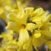 SHOW OFF STARLET® FORSYTHIA -NatureScape Shop DETA 2105