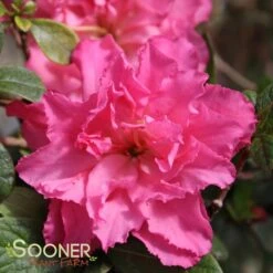 BLOOM-A-THON® PINK DOUBLE AZALEA -NatureScape Shop DETA 2242