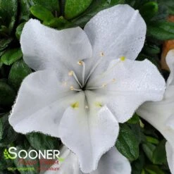 BLOOM-A-THON® WHITE AZALEA -NatureScape Shop DETA 2244